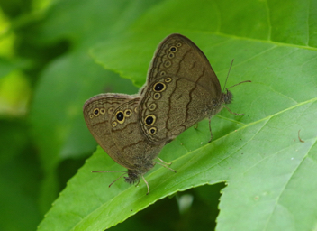 Carolina Satyr mating